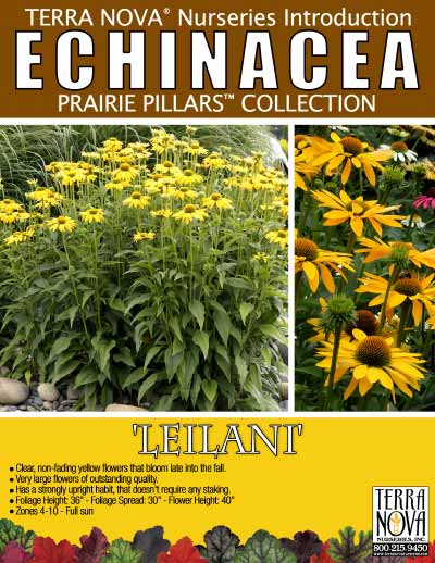 Echinacea 'Leilani' - Product Profile