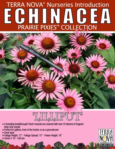 Echinacea 'Lilliput' - Product Profile