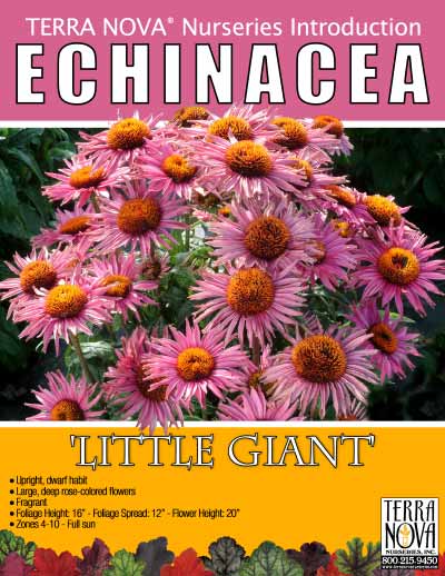 Echinacea 'Little Giant' - Product Profile
