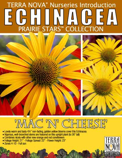 Echinacea 'Mac 'n' Cheese' - Product Profile