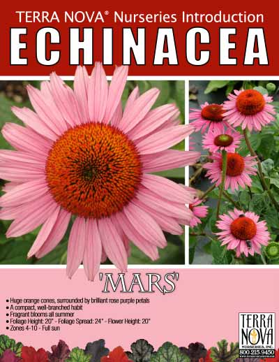Echinacea 'Mars' - Product Profile