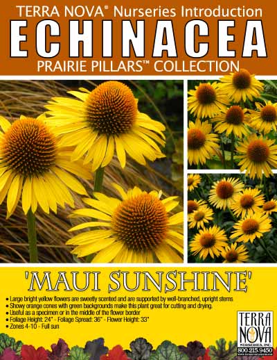 Echinacea 'Maui Sunshine' - Product Profile