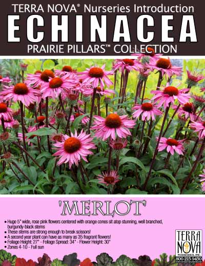 Echinacea 'Merlot' - Product Profile