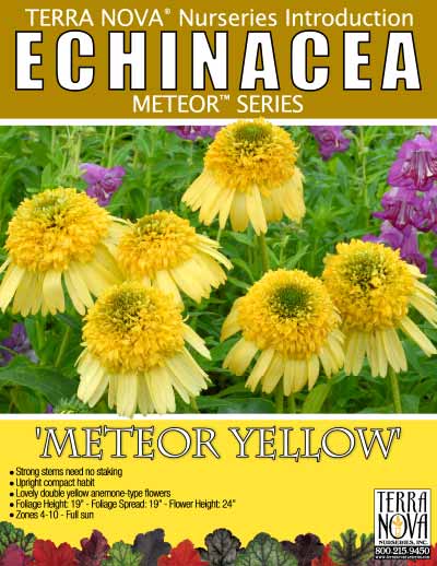 Echinacea 'Meteor Yellow' - Product Profile