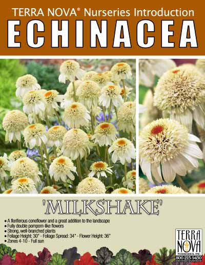 Echinacea 'Milkshake' - Product Profile
