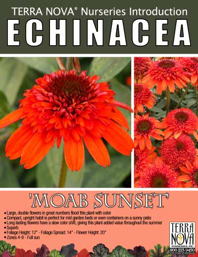 Echinacea 'Moab Sunset' - Product Profile