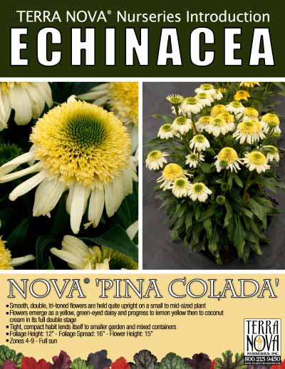 Echinacea NOVA® 'Pina Colada' - Product Profile