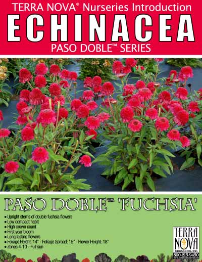 Echinacea PASO DOBLE™ Fuchsia - Product Profile