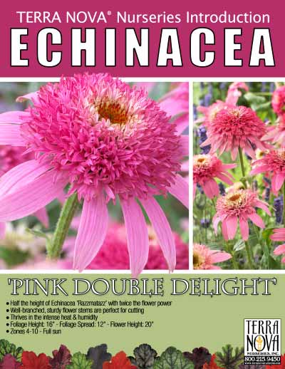 Echinacea 'Pink Double Delight' - Product Profile