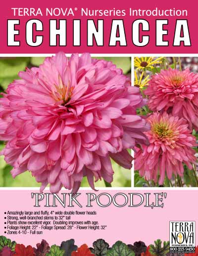 Echinacea 'Pink Poodle' - Product Profile