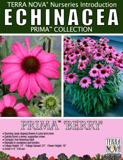 Echinacea PRIMA™ 'Berry' - Product Profile