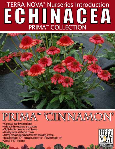 Echinacea PRIMA™ 'Cinnamon' - Product Profile