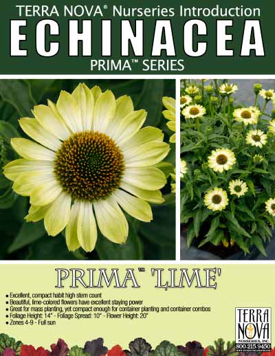 Echinacea PRIMA™ 'Lime' - Product Profile