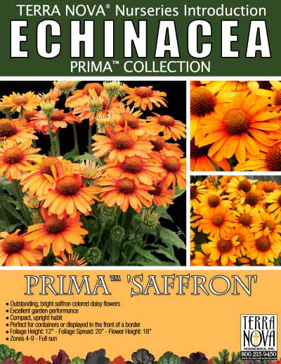 Echinacea PRIMA™ 'Saffron' - Product Profile
