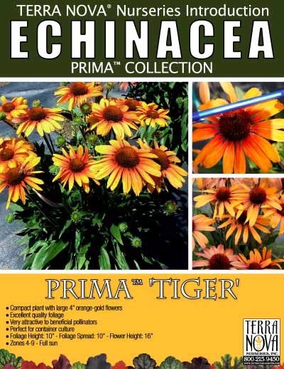 Echinacea PRIMA™ Tiger - Product Profile