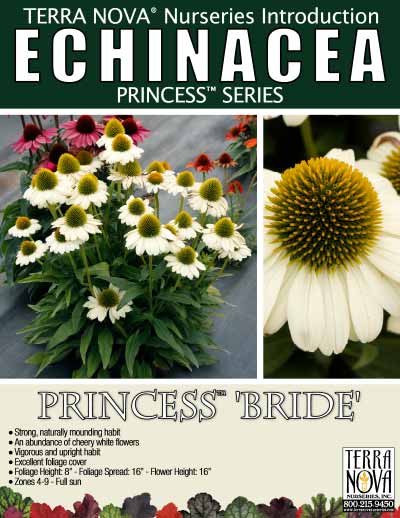 Echinacea PRINCESS™ 'Bride' - Product Profile