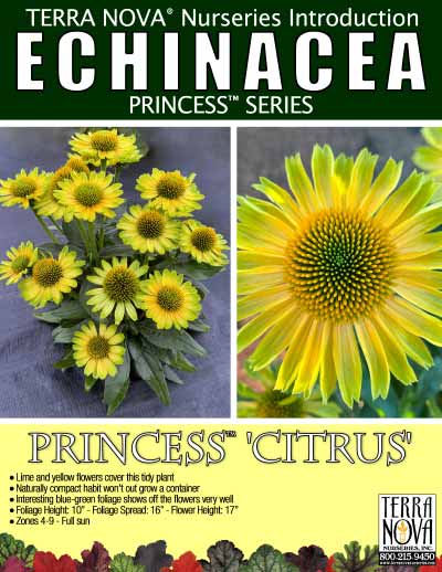 Echinacea PRINCESS™ 'Citrus' - Product Profile