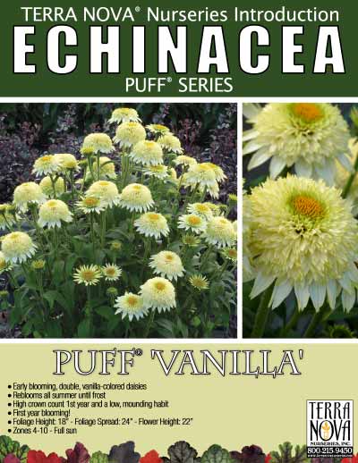 Echinacea PUFF® 'Vanilla' - Product Profile