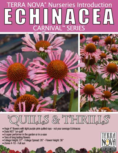 Echinacea 'Quills and Thrills' - Product Profile