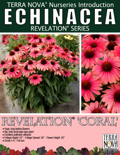 Echinacea REVELATION® 'Coral' - Product Profile