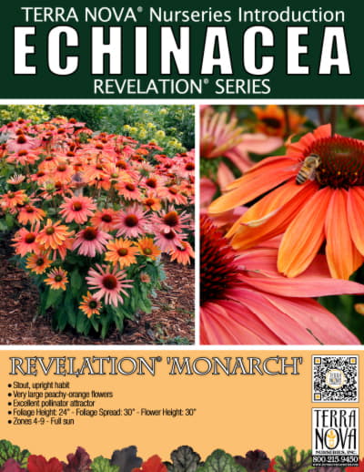 Echinacea REVELATION® 'Monarch' - Product Profile