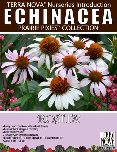 Echinacea 'Rosita' - Product Profile