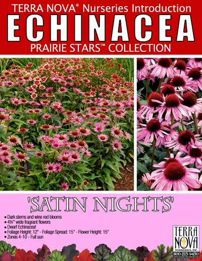Echinacea 'Satin Nights' - Product Profile