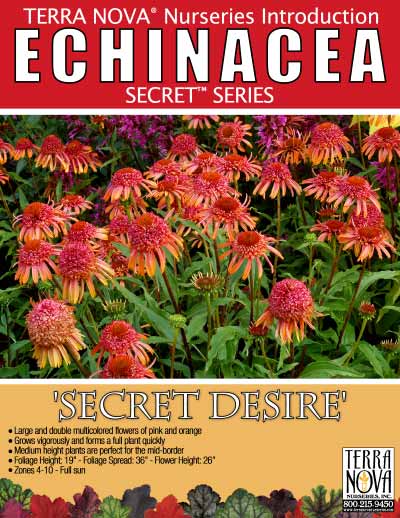 Echinacea 'Secret Desire' - Product Profile