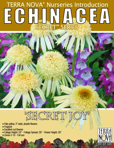 Echinacea 'Secret Joy' - Product Profile
