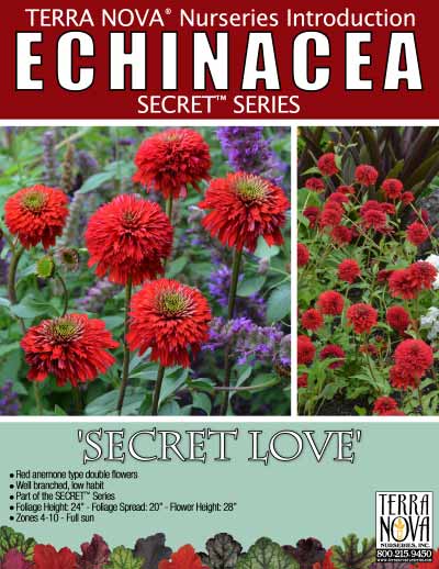 Echinacea 'Secret Love' - Product Profile