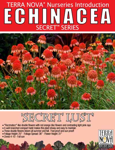 Echinacea 'Secret Lust' - Product Profile