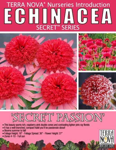 Echinacea 'Secret Passion' - Product Profile