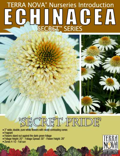 Echinacea 'Secret Pride' - Product Profile