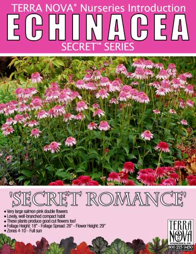 Echinacea 'Secret Romance' - Product Profile