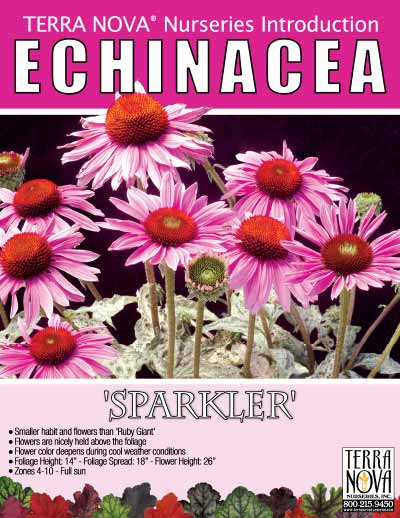 Echinacea 'Sparkler' - Product Profile