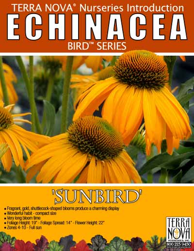 Echinacea 'Sunbird' - Product Profile