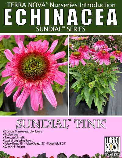 Echinacea SUN DIAL™ 'Pink' - Product Profile
