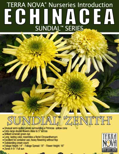 Echinacea SUN DIAL™ 'Zenith' - Product Profile