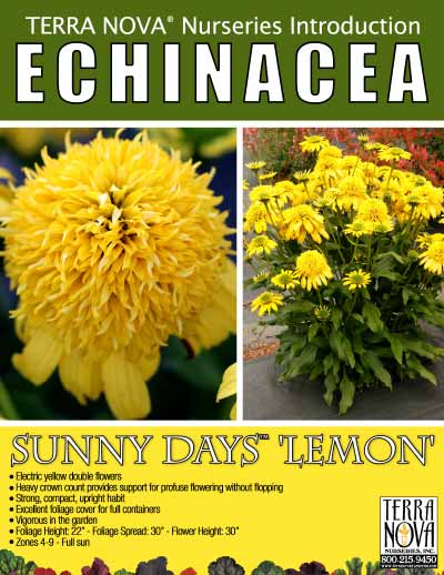Echinacea SUNNY DAYS™ Lemon - Product Profile