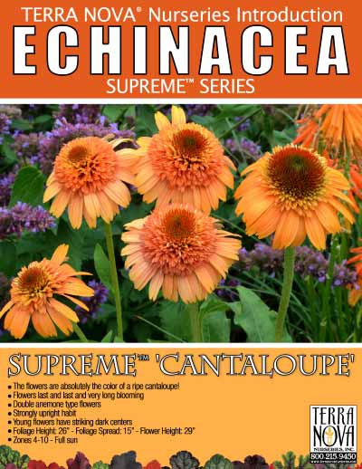 Echinacea SUPREME™ 'Cantaloupe' - Product Profile