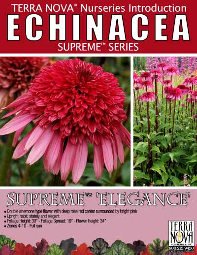 Echinacea SUPREME™ 'Elegance' - Product Profile