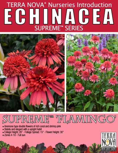 Echinacea SUPREME™ 'Flamingo' - Product Profile