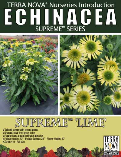 Echinacea SUPREME™ 'Lime' - Product Profile