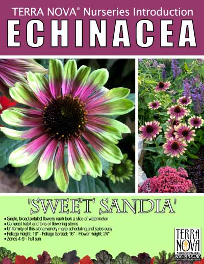 Echinacea 'Sweet Sandia' - Product Profile