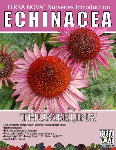 Echinacea 'Thumbelina' - Product Profile