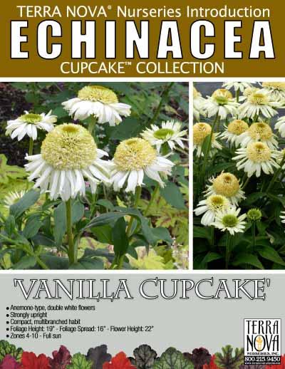 Echinacea 'Vanilla Cupcake' - Product Profile