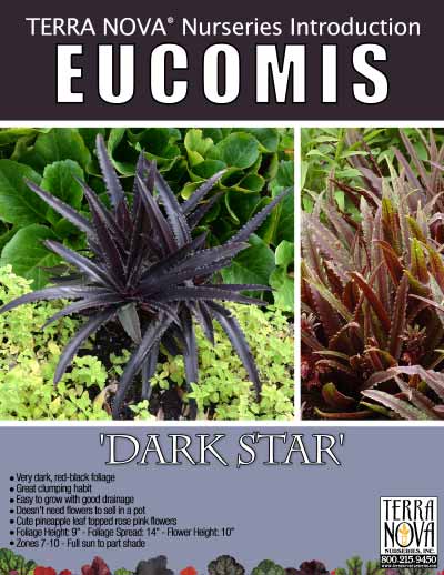 Eucomis 'Dark Star' - Product Profile
