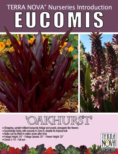 Eucomis 'Oakhurst' - Product Profile