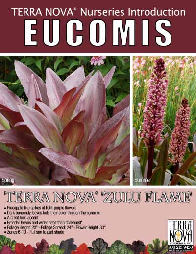 Eucomis TERRA NOVA® 'Zulu Flame' - Product Profile