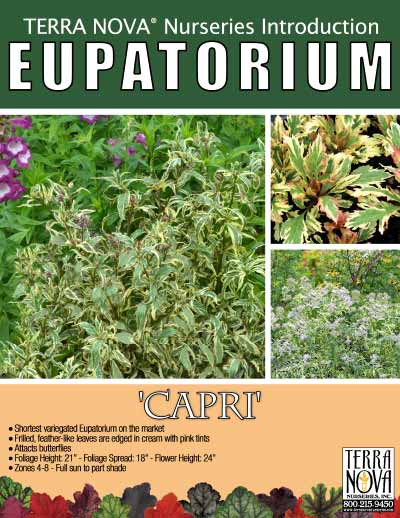 Eupatorium 'Capri' - Product Profile